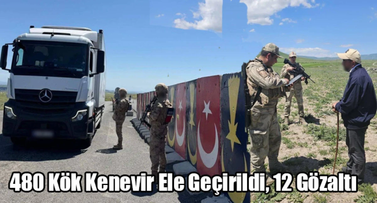 480 Kök Kenevir Ele Geçirildi, 12 Gözaltı