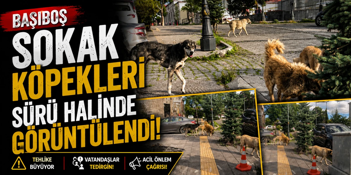 Başıboş Sokak K&ouml;pekleri S&uuml;r&uuml; Halinde G&ouml;r&uuml;nt&uuml;lendi