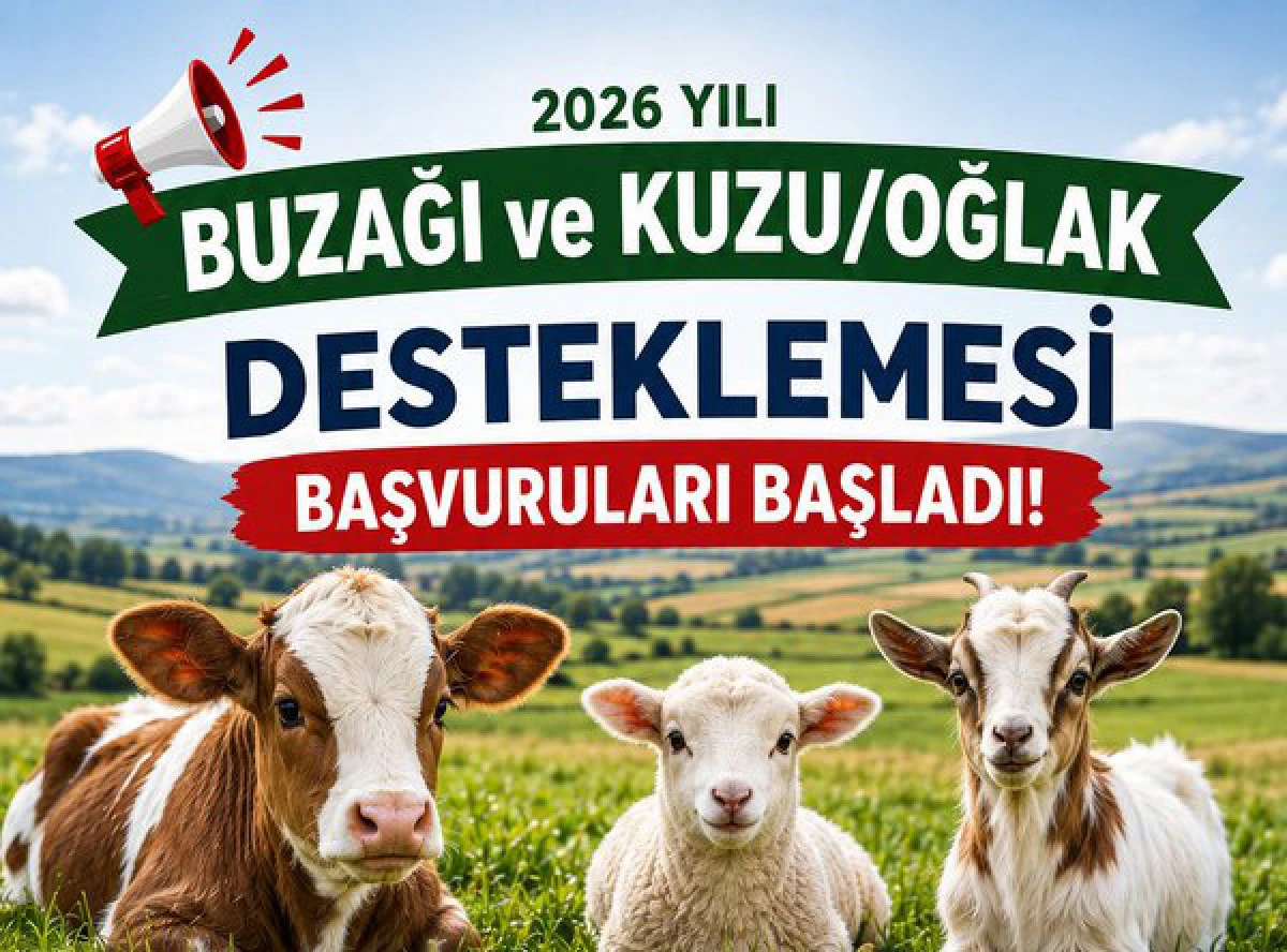 Buzağı ve Kuzu/Oğlak Destekleme Başvuruları Başladı
