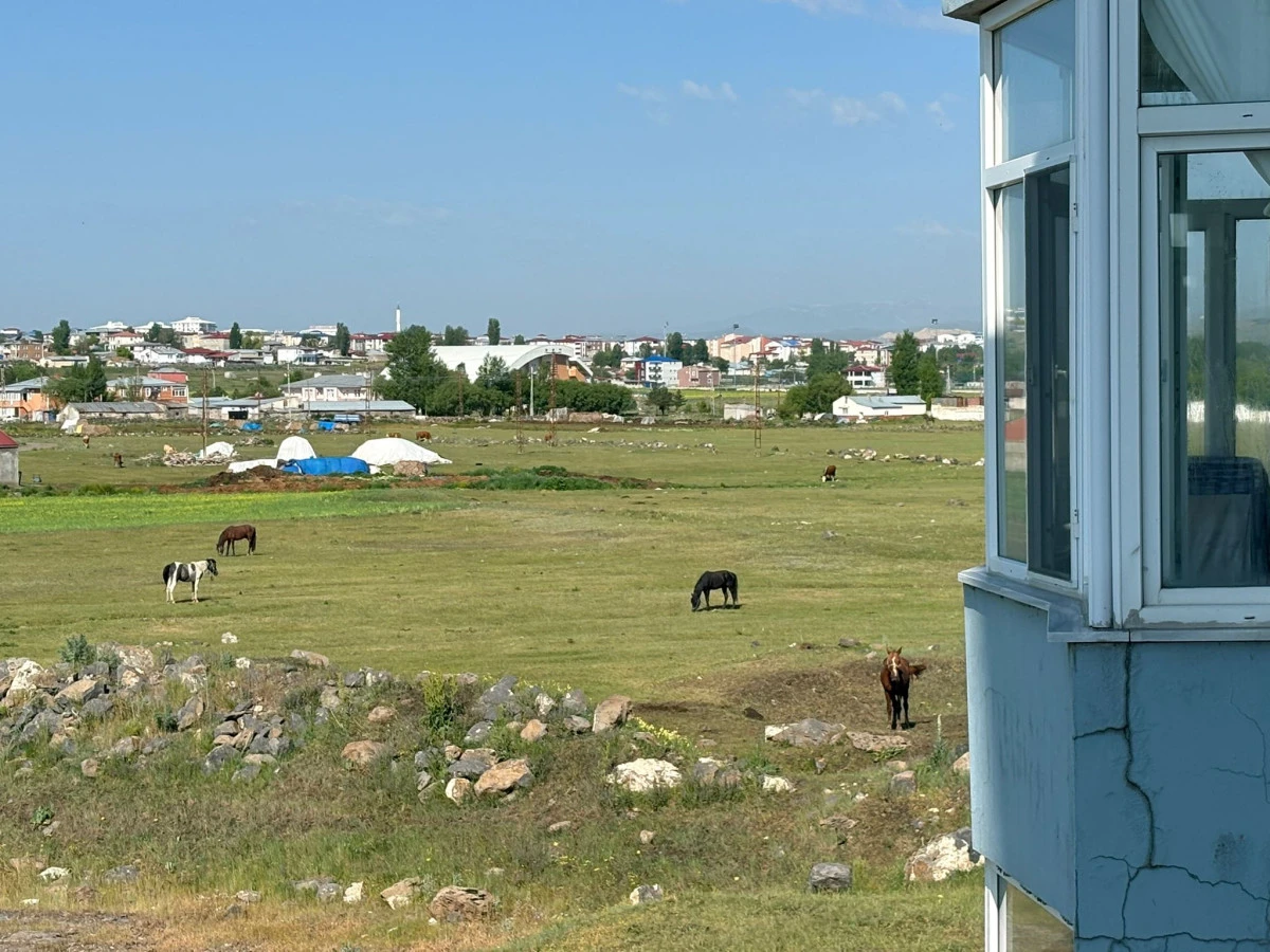 Kars Alparslan Mahallesi'nde Başıboş Atlar Mahalleliyi Tedirgin Ediyor