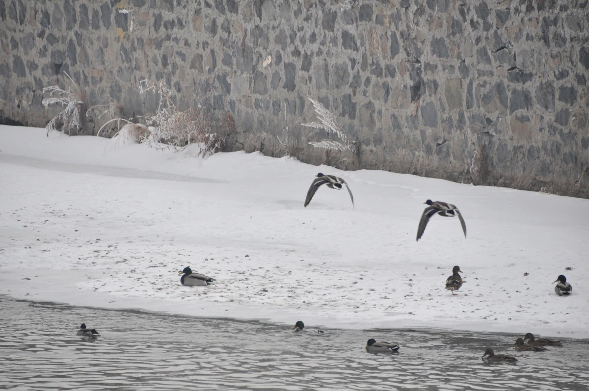 Kars &Ccedil;ayı&rsquo;nda yaban &ouml;rdeklerinin dondurucu soğukla m&uuml;cadelesi