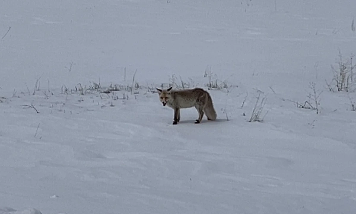 Kars'ta kızıl tilkilerin yiyecek arayışı dikkat &ccedil;ekti