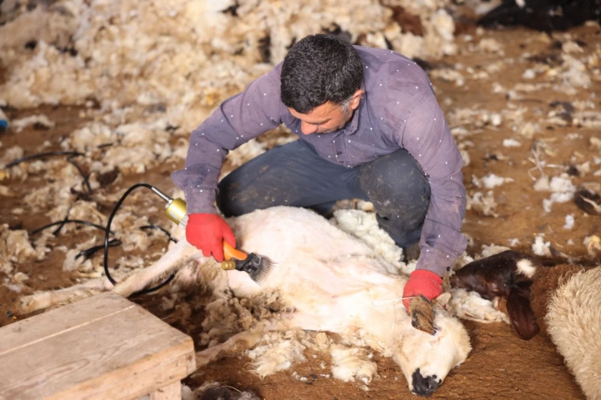 Kars&rsquo;ta Koyun Kırkımı Başladı