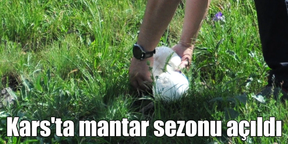 Kars'ta mantar sezonu açıldı