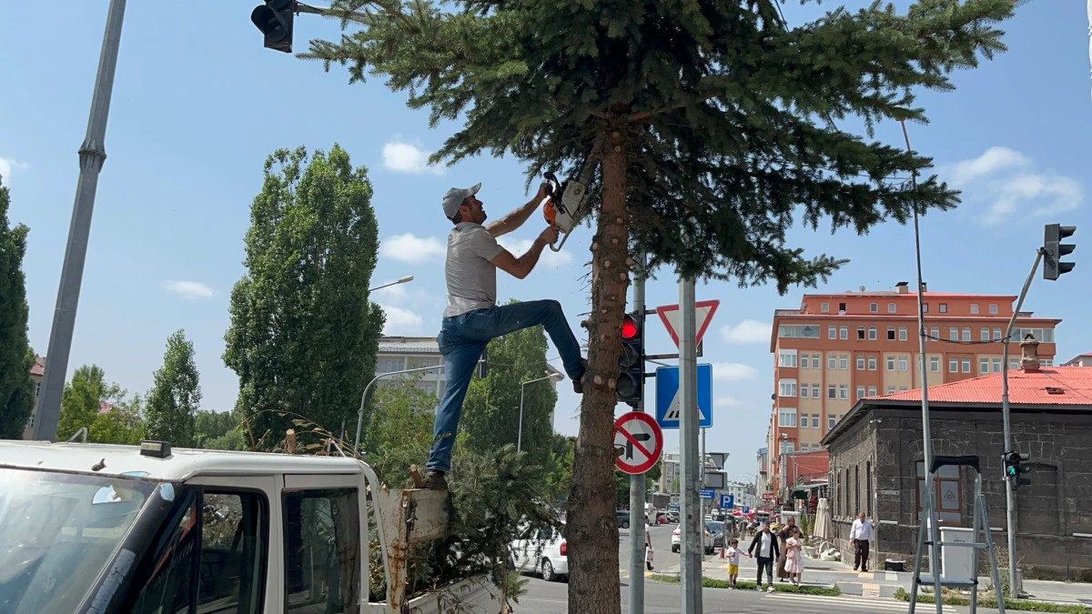 Kent Merkezinde Ağaç Budama Çalışması