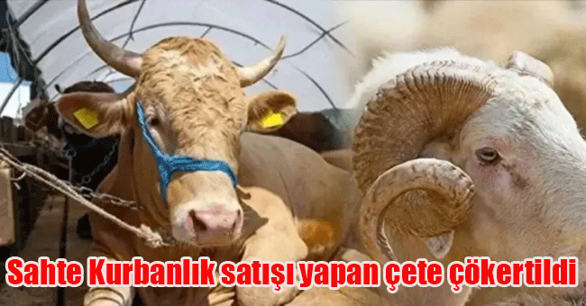 Sosyal medyadan sahte kurbanlık satışı yapan çete çökertildi