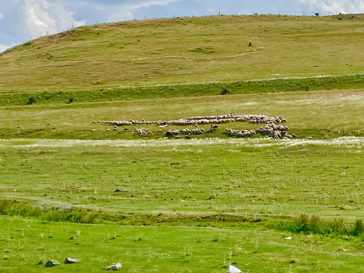 Yaylalarında Sürünün Sessiz Uyumuna Tanıklık